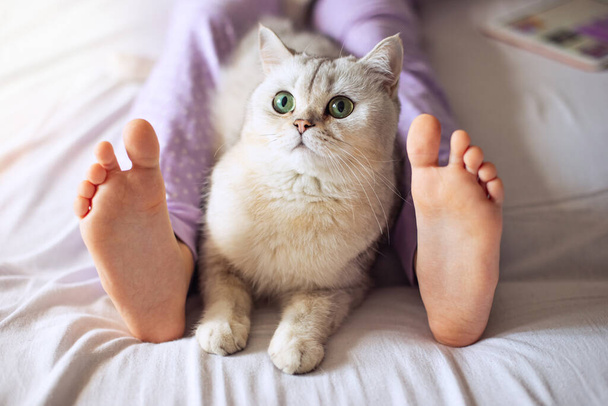 "Cute white British cat, resting at home on the bed, between barefoot childrens feet in purple pajamas." - Φωτογραφία, εικόνα