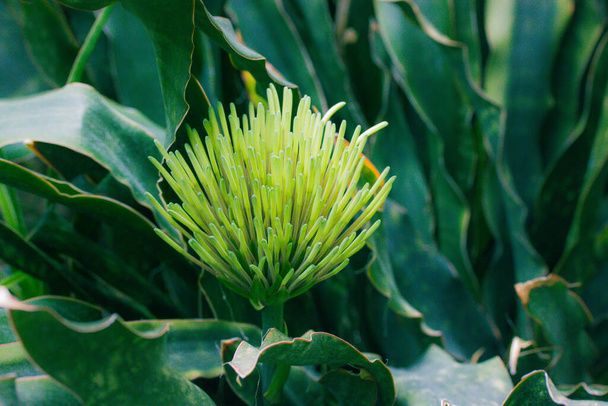 Εξωτικό φρέσκο πράσινο λουλούδι Dracaena pethera, Sansevieria kirkii γνωστό ως star sansevieria. Παχύρευστο φυτό ενδημικό στην γύρω περιοχή της Τανζανίας στην Ανατολική Αφρική. Κωνική ταξιανθία στον τροπικό κήπο - Φωτογραφία, εικόνα