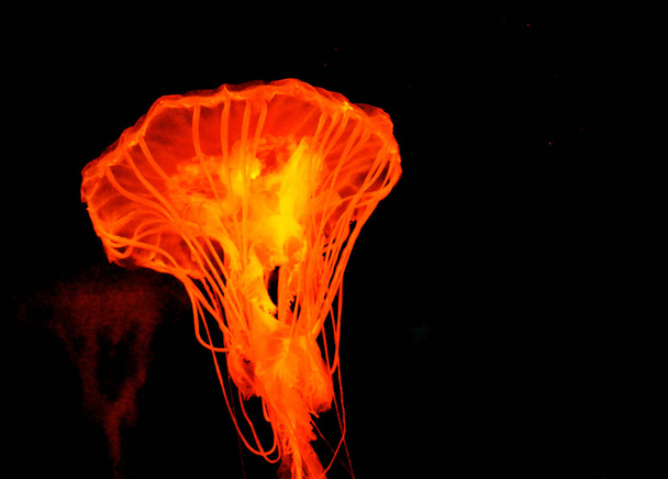 Hermosas medusas submarinas de Filipinas - Foto, Imagen