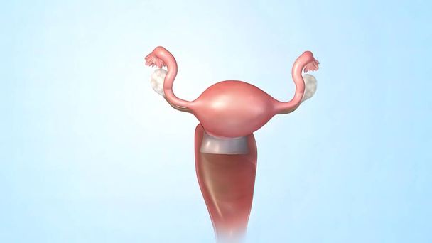 "Sistema reproductivo femenino Anatomía 3d" - Foto, imagen