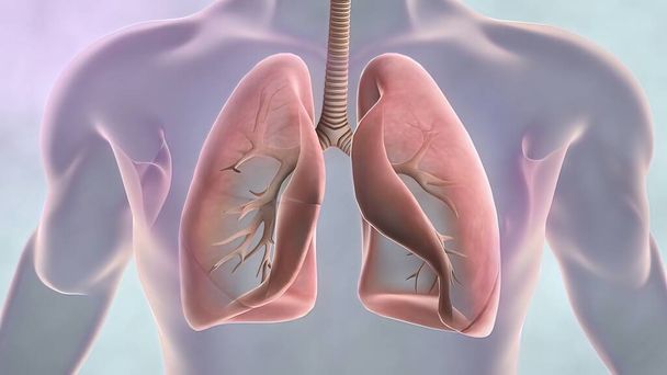 "A tüdőrák, a tüdőgyulladás, az asztma, a COPD, a pulmonalis hypertonia, a dohányzásmentes világ és az ökolégszennyezés tudatossága." - Fotó, kép