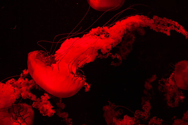 "Acquario di meduse trasparenti luminose a luce rossa
" - Foto, immagini