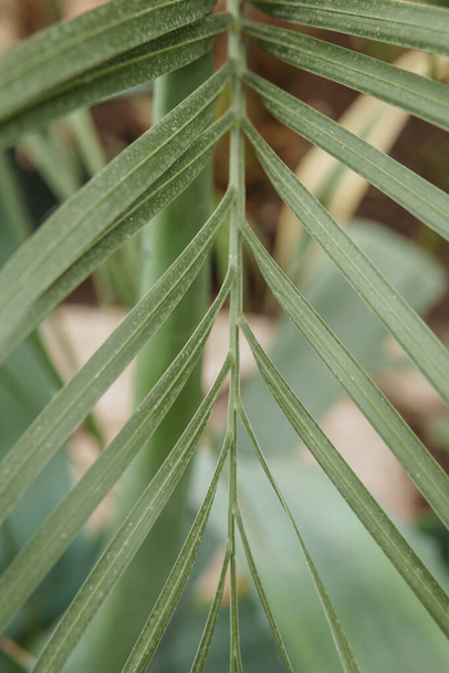 "Palmblad close-up. Broeikas met een grote verscheidenheid aan groene planten. Het concept van aanplant van gewassen in het voorjaar." - Foto, afbeelding