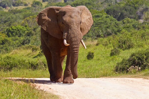 A kavicsos úton nagy elefánt - Fotó, kép