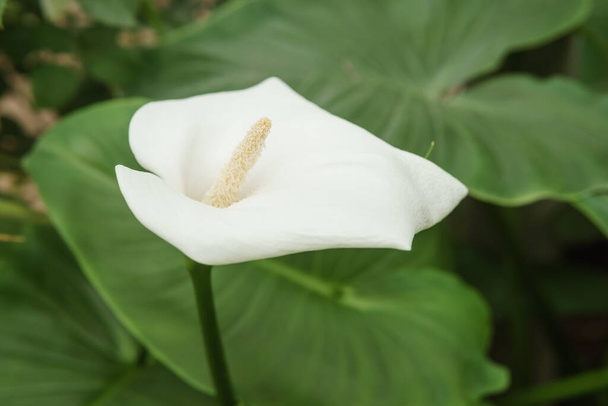 "Flower - White calla close-up. Greenhouse with a large variety of green plants. The concept of planting crops in spring." - Foto, Bild