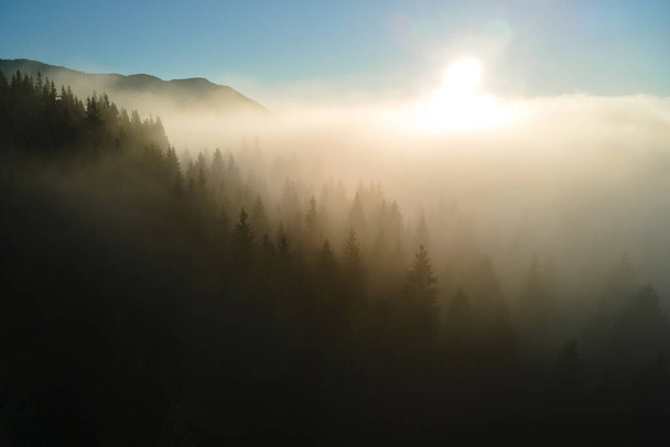 Aerial view of amazing scenery with foggy dark mountain forest pine trees at autumn sunrise. Beautiful wild woodland with shining rays of light at dawn. - Photo, image