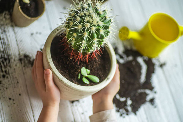 Przechowywanie roślin w domu. Ręce trzymają garnek okrągłych dużych kaktusów nad białym drewnianym stołem z rozłożonymi narzędziami dla ogrodnika, konewką i ekologicznymi garnkami z glebą - Zdjęcie, obraz