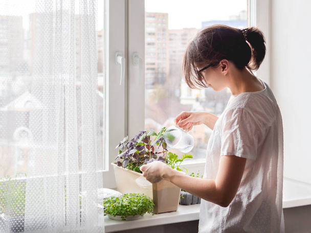Woman is watering houseplants and microgreens on windowsill. Growing edible organic basil, arugula, microgreen of cabbage for healthy nutrition. Gardening at home. - 写真・画像