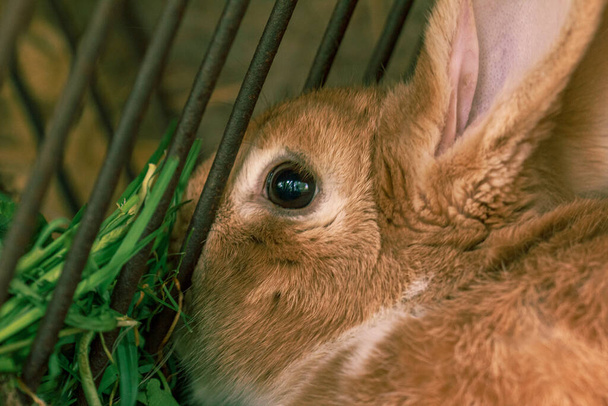 Fluffy fattoria animale coniglio in gabbia - Foto, immagini
