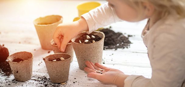 Hands of a small child planted seeds at home. Seeds of courgette or pumpkin in open palm of child. Earth day concept. nurturing baby plant. protect nature. Peat pots for planting - Photo, Image