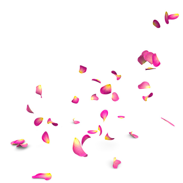 Rozenblaadjes vallen op de vloer - Foto, afbeelding