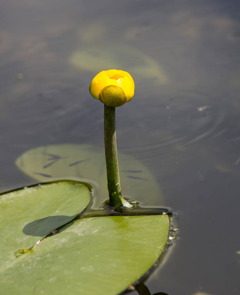 Жовта водяна лілія крупним планом
  - Фото, зображення