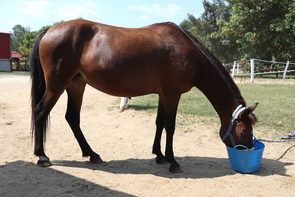 Amazing young sport horse eating muesli from blue pail at rural equestrian club summertime outdoors - Photo, Image