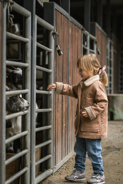 Happy little caucasian girl petting goats through the bars of the paddock at the farm - Zdjęcie, obraz