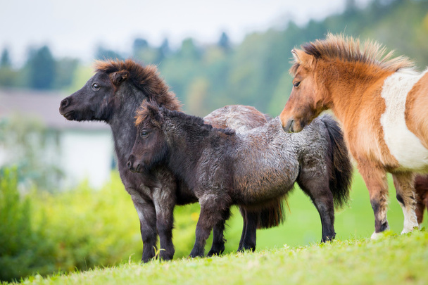 Beslag van Shetland pony's op de heuvel. - Foto, afbeelding