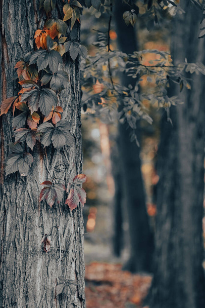 秋の公園。森の中に落ちろ。拘束色の風景です。秋の背景。オレンジとグレーの色。オレンジの葉. - 写真・画像