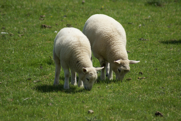 Lambs eating grass. - Photo, Image