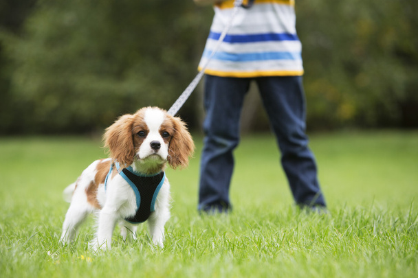 Boy Taking Puppy For Walk On Lead - Foto, immagini