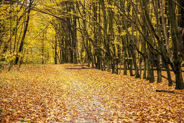 the road through the old park covered with golden leaves. - Foto, afbeelding