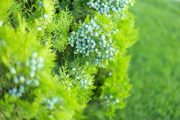 "Thuja branches with cones close up background." - Photo, Image