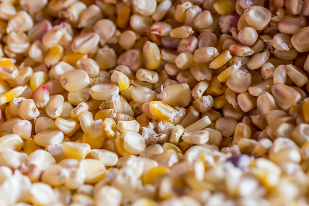 Pile of corn - Fotografie, Obrázek