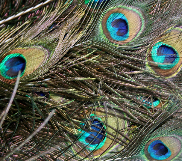Feather of peacock - Photo, Image