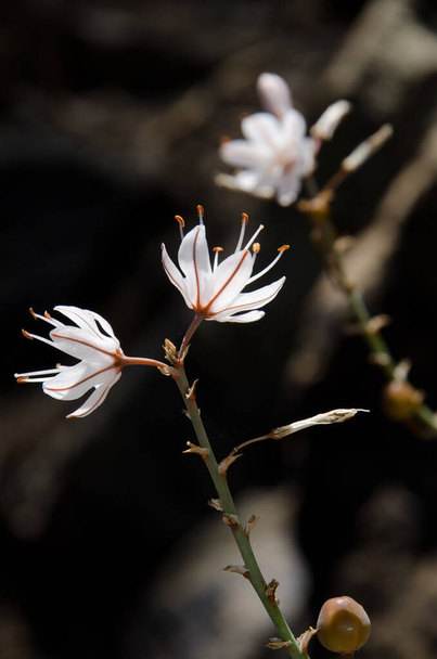 Flores de asphodel de verão Asphodelus aestivus. O Parque Rural Nublo. La Aldea de San Nicolas. Gran Canaria. Ilhas Canárias. Espanha. - Foto, Imagem