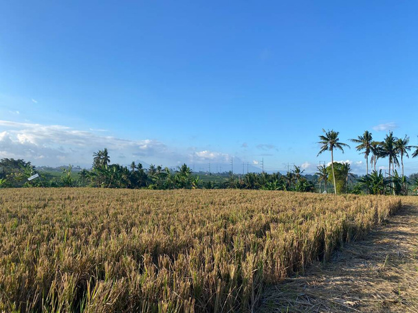 Landscape view of rice fields and blue sky. good illustration for agriculture and tourism concept - Φωτογραφία, εικόνα