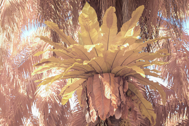 obraz na podczerwień paproci gniazda ptaka wyrosłych z palmy - Zdjęcie, obraz
