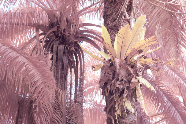 infrared image of the Bird's-nest ferns sprouting out from the palm tree - Photo, Image