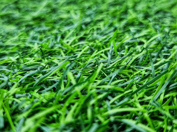 Artificial Grass Field. Close up macro shot. blur and focus at select point. - Photo, Image