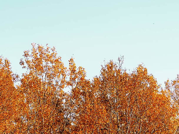 Natura, paesaggio e ambiente, paesaggio autunnale dorato con alberi autunnali, foglie e fogliame nella stagione autunnale come pittoresco scenario di vacanze stagionali - Foto, immagini