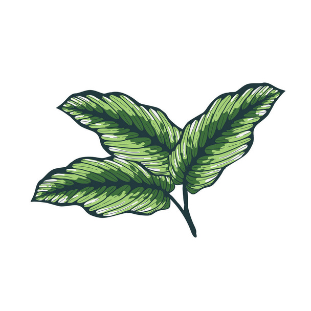 Nature Leaves isolated. color tropical leaves background. Hand drawn vector illustration. - ベクター画像