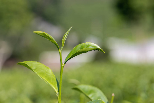 Top of Green tea leaf in the tea plantation. Fresh tea bud and leaves. - 写真・画像