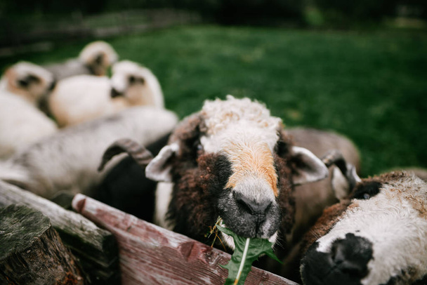 Manada de ovejas en las montañas - Las montañas Tatra, Polonia, Zakopane. - Foto, Imagen
