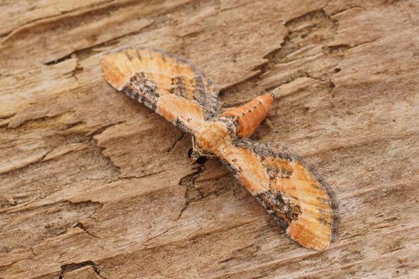 Closeup detalhado em uma mariposa geométrica pequena, mas colorida, Eupithecia linariata com asas abertas - Foto, Imagem