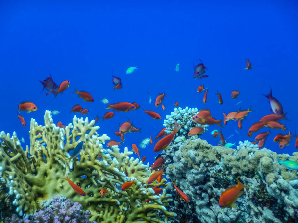 niesamowita głęboka błękitna woda z kolorowymi rybami nad koralowcami podczas nurkowania w widoku szczegółowo Egiptu - Zdjęcie, obraz