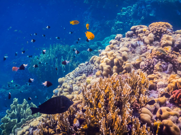 diferentes peixes coloridos pairando sobre corais incríveis no mar - Foto, Imagem