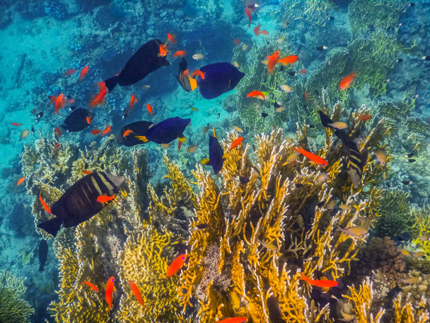 monte de peixes coloridos diferentes entre corais no mar enquanto mergulho - Foto, Imagem
