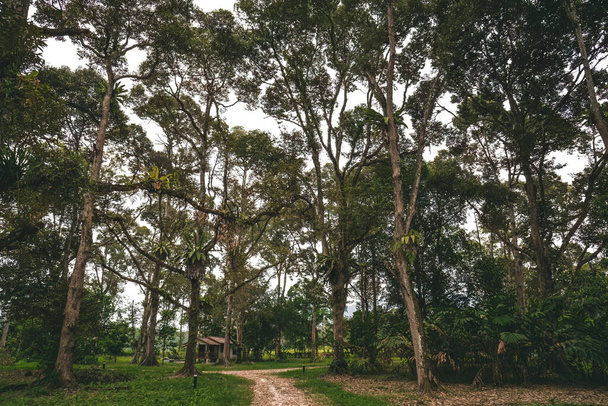 Jungle rainforest trees in a village. - Foto, Imagen