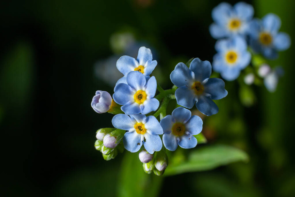 Beautiful small light blue and white meadow flowers. Fresh spring tiny blossoms. Forget me not blooming on green grassy background. Myosotis, alpestris, scoprion grass, scorpioides. - Fotoğraf, Görsel