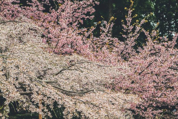 10 kwietnia 2012 Kwiaty wiśni w Kioto w świątyniach Daigo Ji - Zdjęcie, obraz