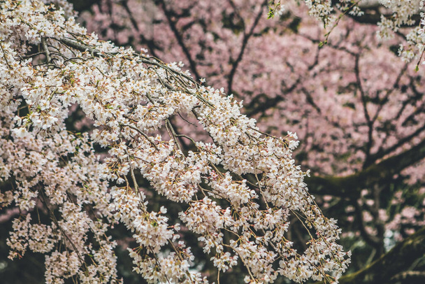 10 avril 2012 Fleurs de cerisier à Kyoto dans les temples de Daigo Ji - Photo, image