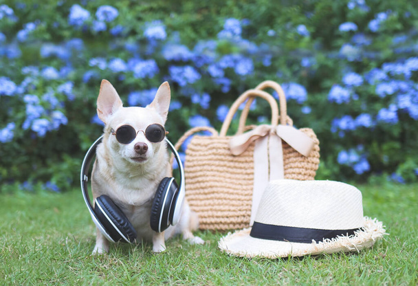 Портрет коричневого собаки чихуахуа в сонцезахисних окулярах і навушниках навколо шиї, сидячи з солом'яним мішком і капелюхом на зеленій траві в саду з фіолетовими квітами, готові подорожувати. Безпечні подорожі з тваринами
. - Фото, зображення