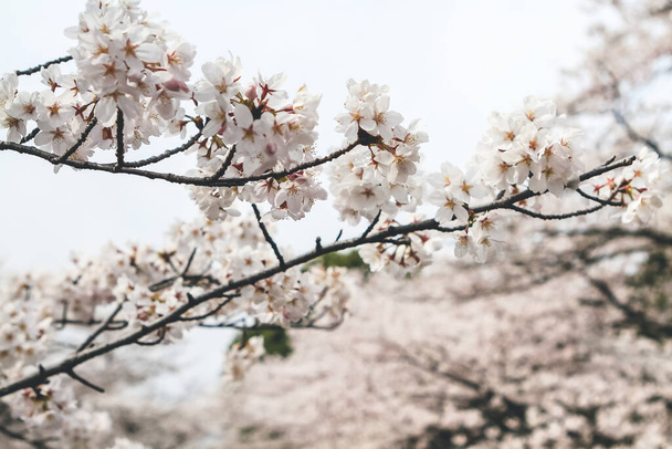 Flores de cerezo en el sitio de Keage Incline en Kyoto, Japón. - Foto, imagen