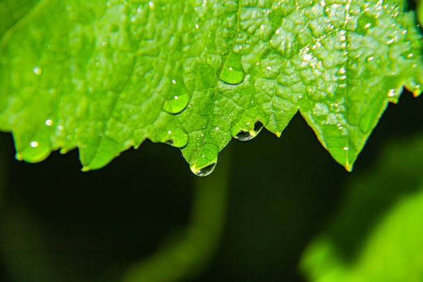 Makro grüne Blatt Regentropfen, Nahaufnahme - Foto, Bild