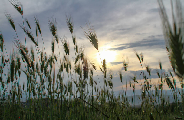 hoog groen gras zonsondergang op ingediend, close up - Foto, afbeelding