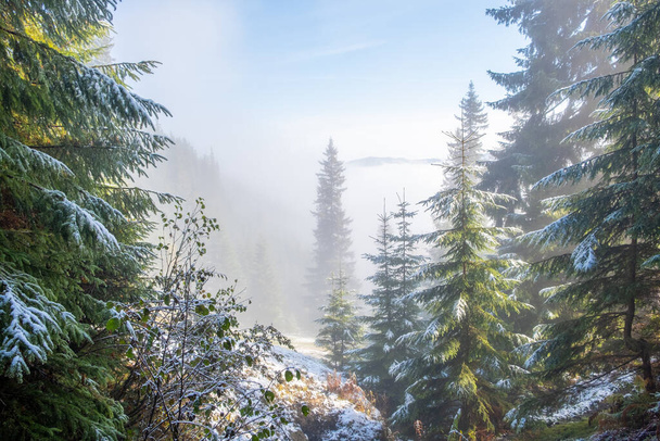 Туманный пейзаж утра в мутном лесу. Солнечные лучи протекают через вечнозеленые ветви сосны и ели. Таяние первого снега. - Фото, изображение