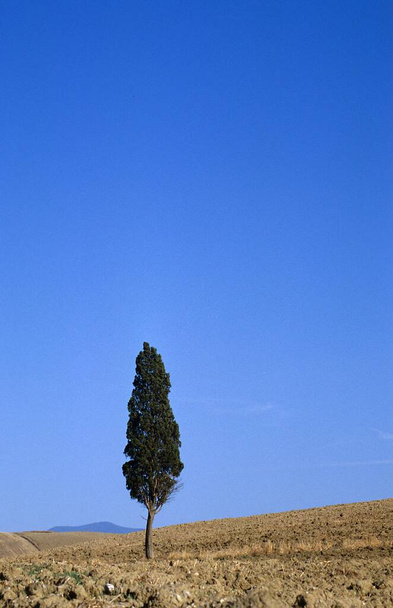 Solitary tree standing in a harvested field Tuscany Italy - Foto, Bild