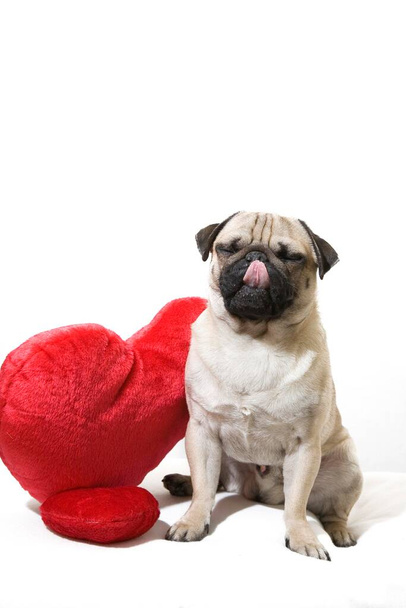 Young pug, pup with two red heart-shaped plush pillows - Фото, изображение